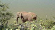 Addo National Elephant Park
