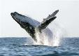 Jeffreys Bay Whale Viewing