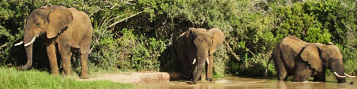 Addo Elephant Park Day Tours from Jeffreys Bay