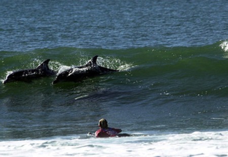 Jeffreys Bay Dolphins