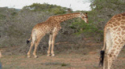 Lalibella Game Reserve