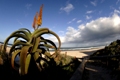 Jeffreys Bay Volunteers