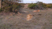 Schotia Safaris